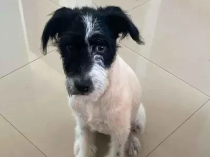 Cachorro raça SRD-ViraLata idade 2 a 6 meses nome kira