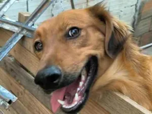 Cachorro raça SRD-ViraLata idade 1 ano nome Maui