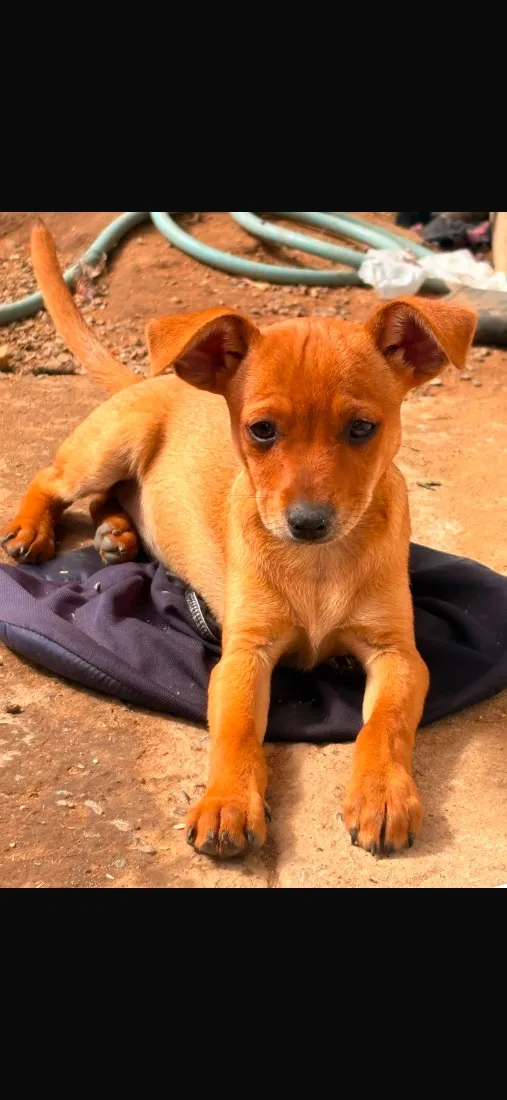 Cachorro raça SRD-ViraLata idade 2 a 6 meses nome Sem nome
