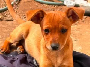 Cachorro raça SRD-ViraLata idade 2 a 6 meses nome Sem nome