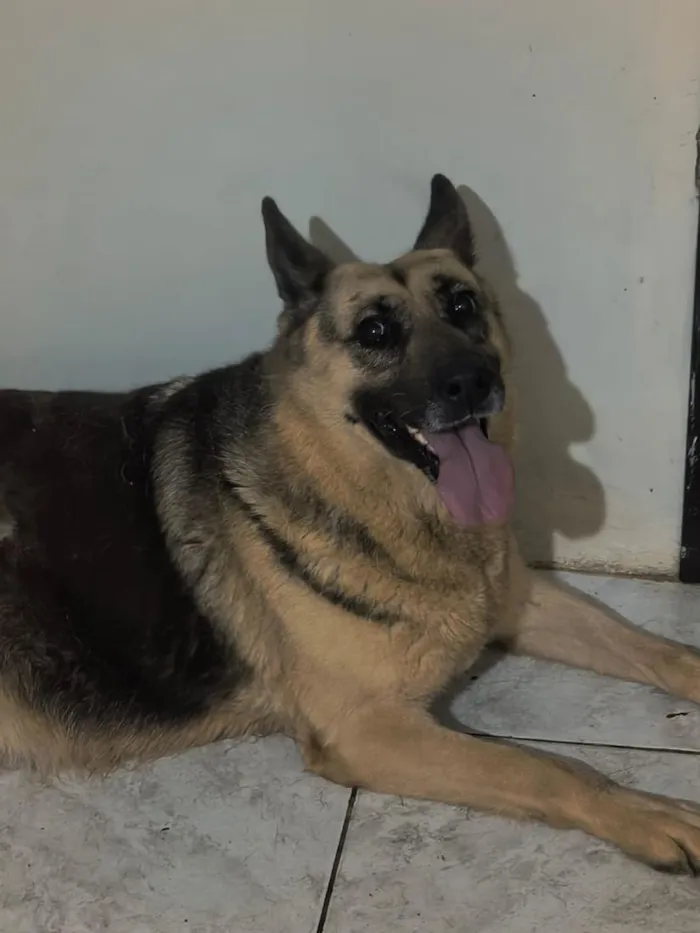 Cachorro raça Pastor Alemão idade 6 ou mais anos nome Khora
