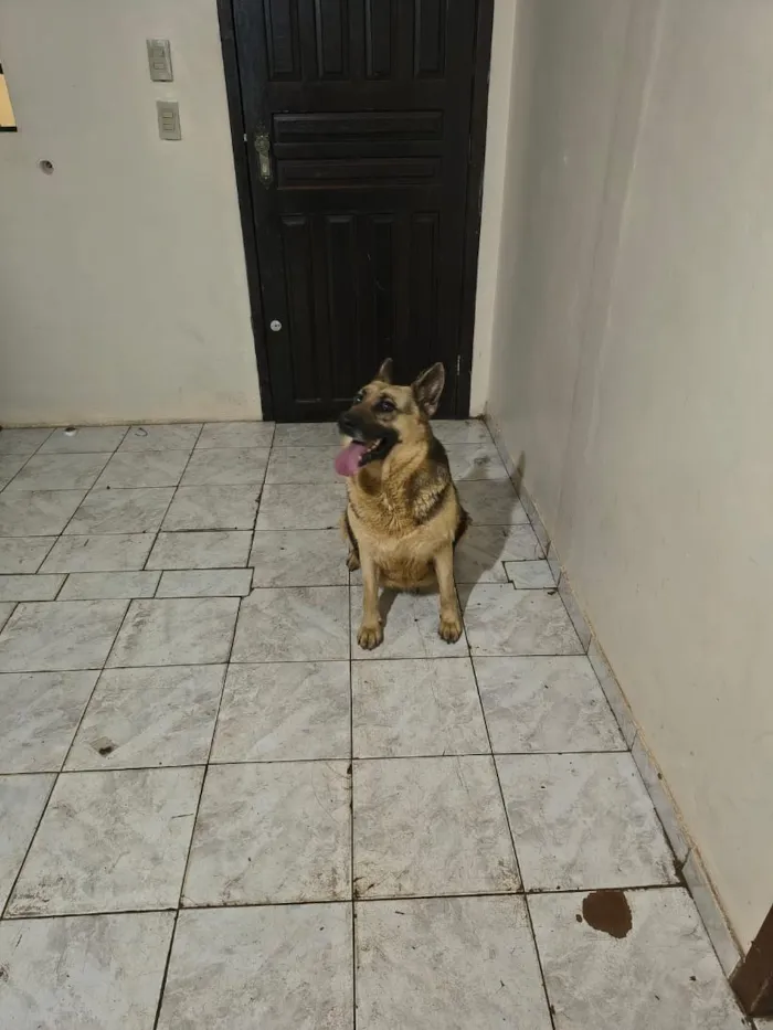 Cachorro raça Pastor Alemão idade 6 ou mais anos nome Khora