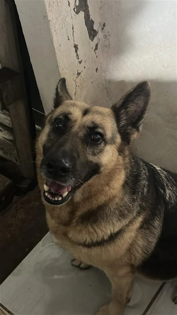 Cachorro raça Pastor Alemão idade 6 ou mais anos nome Khora