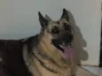 Khora