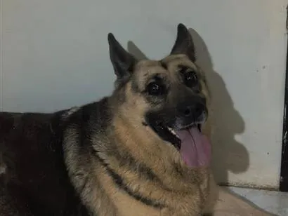 Cachorro raça Pastor Alemão idade 6 ou mais anos nome Khora
