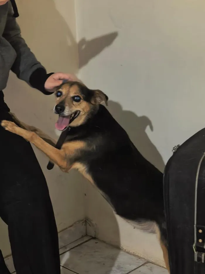 Cachorro raça SRD-ViraLata idade 6 ou mais anos nome Jade