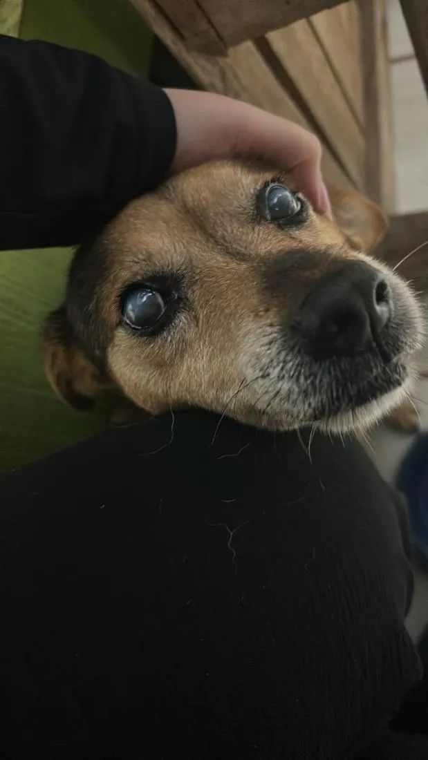Cachorro raça SRD-ViraLata idade 6 ou mais anos nome Jade