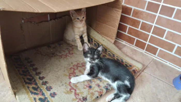 Gato raça SRD-ViraLata idade 2 a 6 meses nome chique e belinha