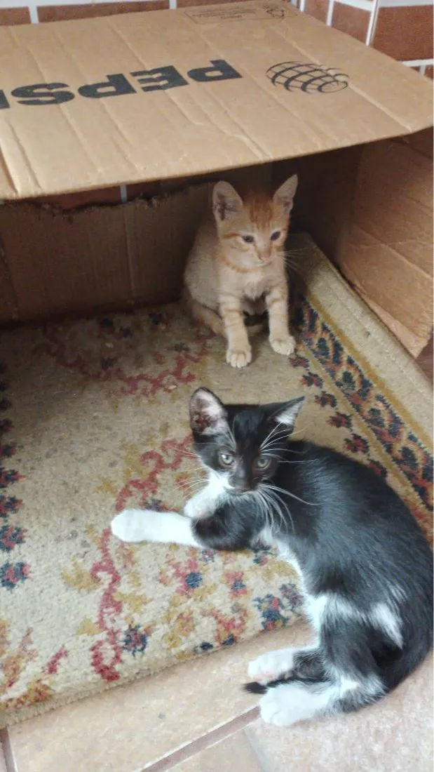 Gato raça SRD-ViraLata idade 2 a 6 meses nome chique e belinha