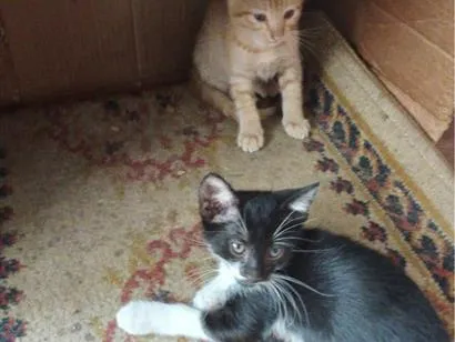 Gato raça SRD-ViraLata idade 2 a 6 meses nome chique e belinha
