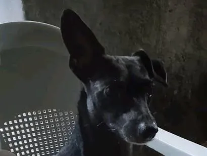 Cachorro raça Pinscher idade 4 anos nome Pingo