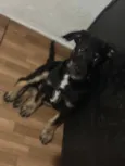 Bob 