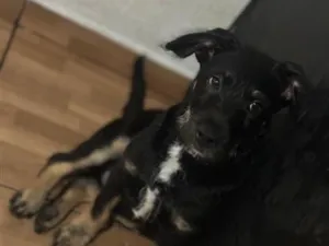 Cachorro raça SRD-ViraLata idade 1 ano nome Bob 