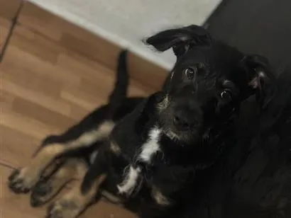 Cachorro raça SRD-ViraLata idade 1 ano nome Bob 