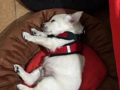 Cachorro raça SRD-ViraLata idade 2 a 6 meses nome Bob e Huk