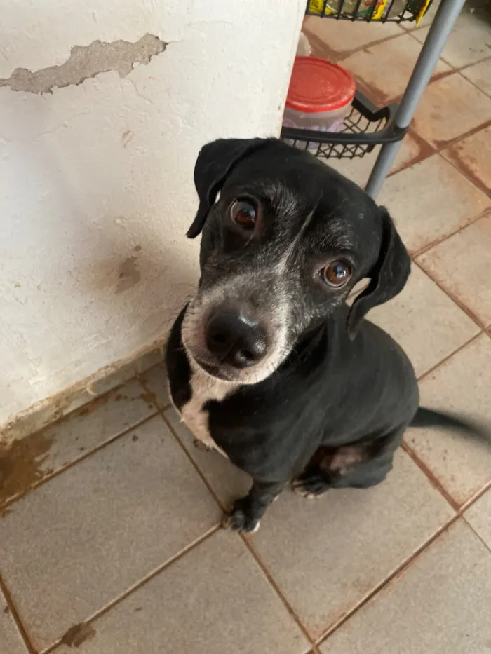 Cachorro raça SRD-ViraLata idade 2 anos nome Toube