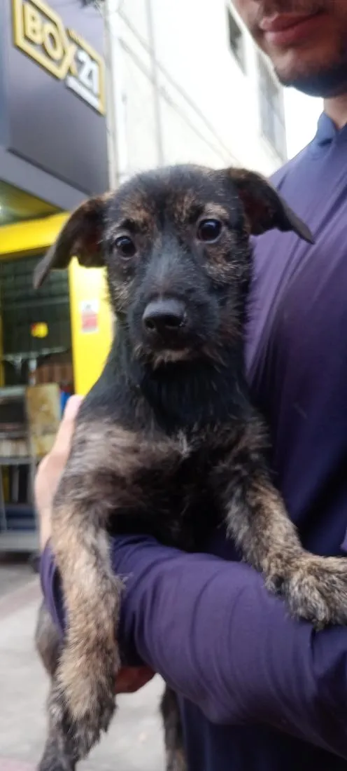 Cachorro raça SRD-ViraLata idade 7 a 11 meses nome Maia