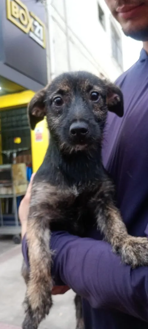 Cachorro raça SRD-ViraLata idade 7 a 11 meses nome Maia