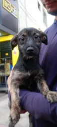 Maia