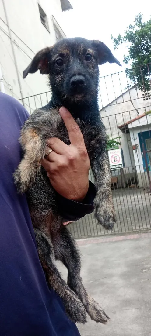 Cachorro raça SRD-ViraLata idade 7 a 11 meses nome Maia