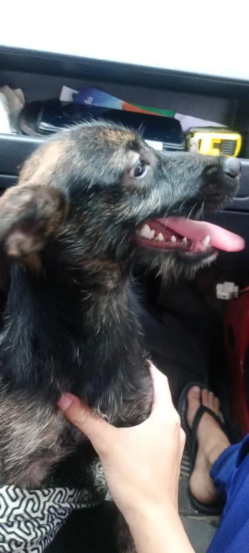 Cachorro raça SRD-ViraLata idade 7 a 11 meses nome Maia