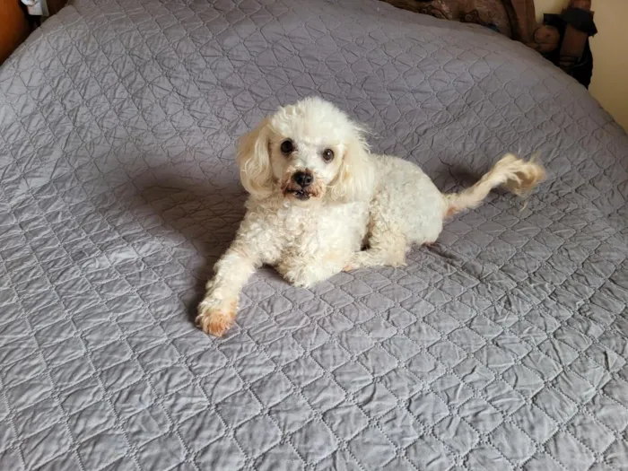 Cachorro raça Poodle idade 6 ou mais anos nome MEL