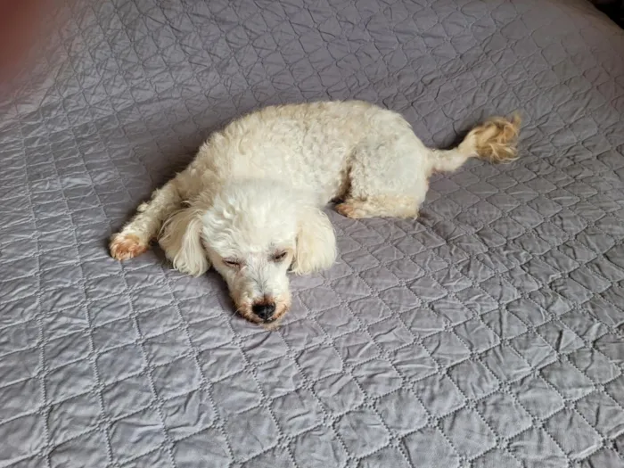 Cachorro raça Poodle idade 6 ou mais anos nome MEL