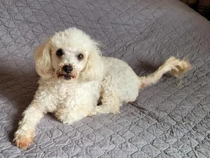 Cachorro raça Poodle idade 6 ou mais anos nome MEL