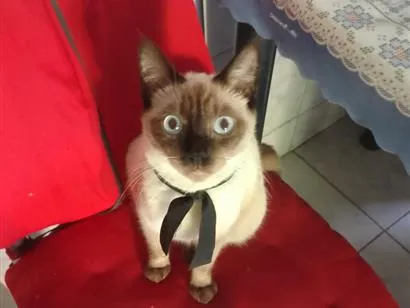 Gato raça Siamês idade 2 anos nome Afrodite 