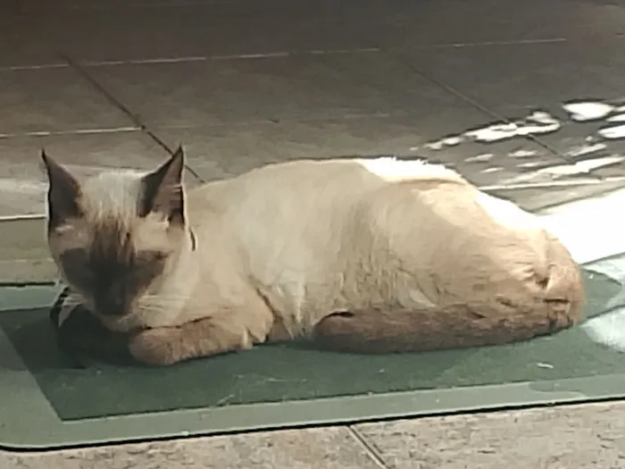 Gato raça Siamês idade 2 anos nome Afrodite 