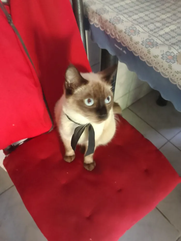 Gato raça Siamês idade 2 anos nome Afrodite 