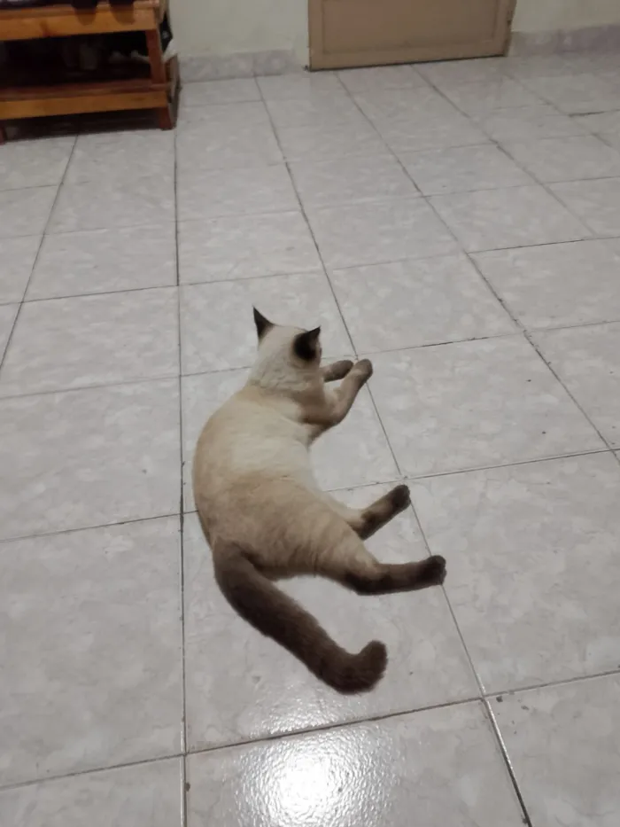 Gato raça Siamês idade 2 anos nome Afrodite 