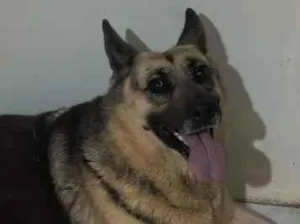 Cachorro raça Pastor Alemão idade 6 ou mais anos nome Khora
