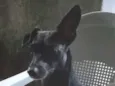 Pingo