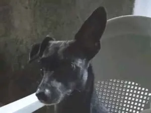 Cachorro raça Pinscher idade 4 anos nome Pingo