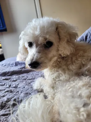 Cachorro raça Poodle idade 6 ou mais anos nome MARIA ANTÔNIA (ZAZÁ)
