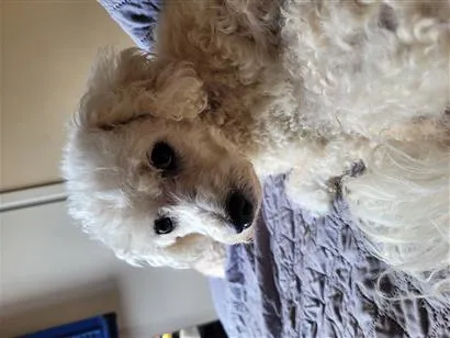 Cachorro raça Poodle idade 6 ou mais anos nome MARIA ANTÔNIA (ZAZÁ)