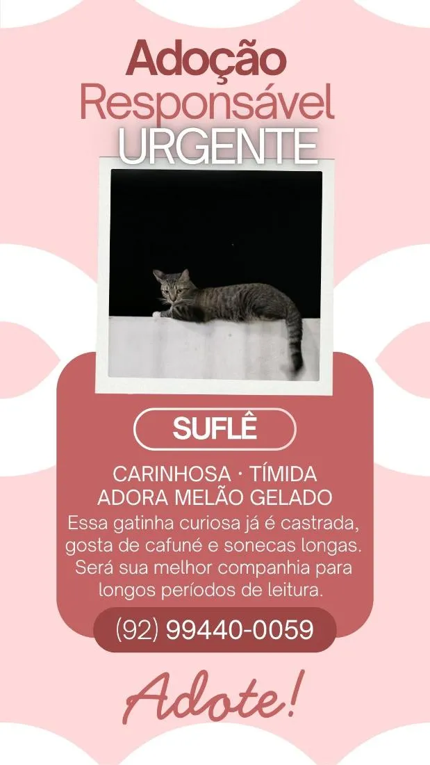 Gato raça SRD-ViraLata idade 3 anos nome Suflê