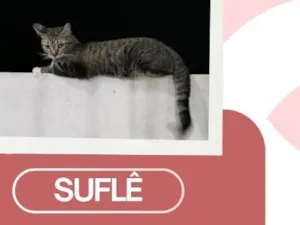 Gato raça SRD-ViraLata idade 3 anos nome Suflê