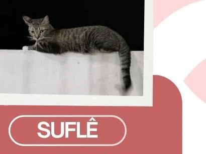 Gato raça SRD-ViraLata idade 3 anos nome Suflê