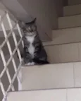 Suflê