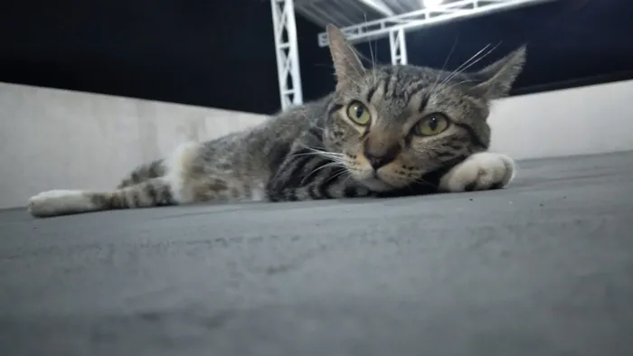 Gato raça SRD-ViraLata idade 3 anos nome Suflê