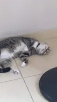 Suflê