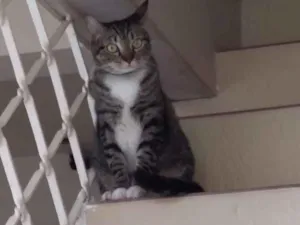 Gato raça SRD-ViraLata idade 3 anos nome Suflê