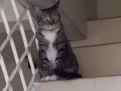 Gato raça SRD-ViraLata idade 3 anos nome Suflê