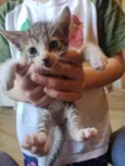 gatinhos