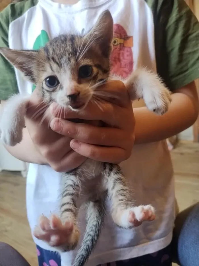 Gato raça SRD-ViraLata idade Abaixo de 2 meses nome gatinhos