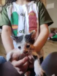 gatinhos