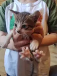 gatinhos