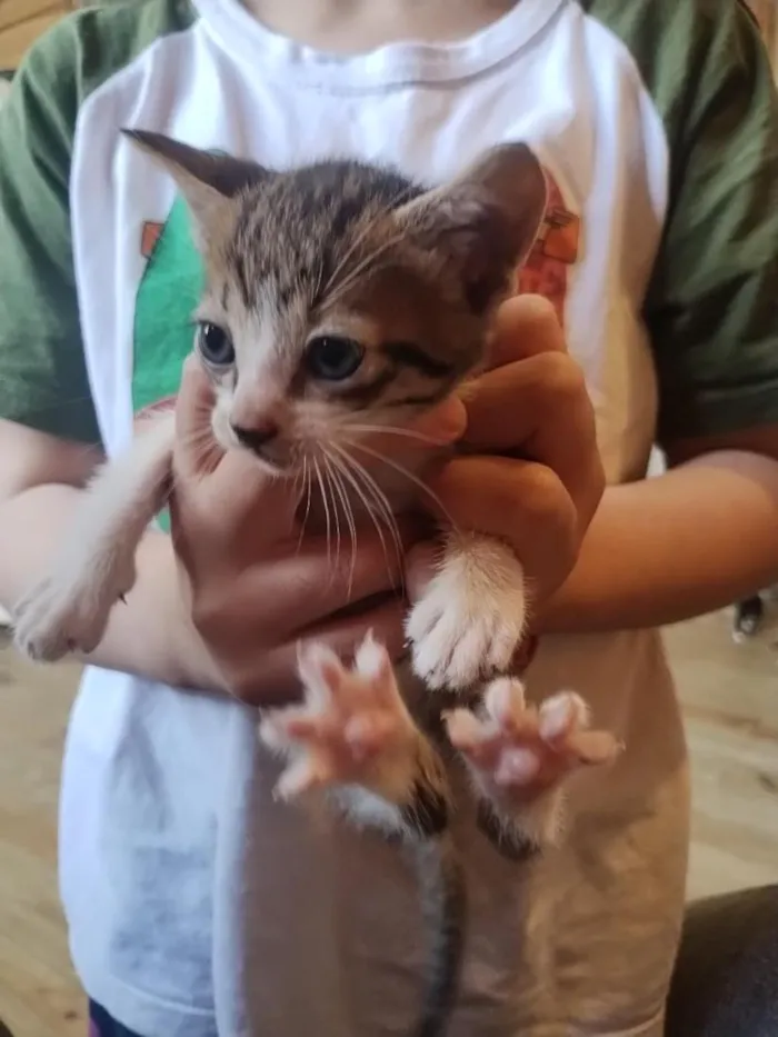 Gato raça SRD-ViraLata idade Abaixo de 2 meses nome gatinhos